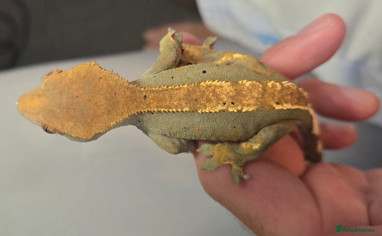 Gecko reptiles - Advert 1