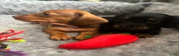 Dachshund dogs for sale: Miniature dashound - Advert 23