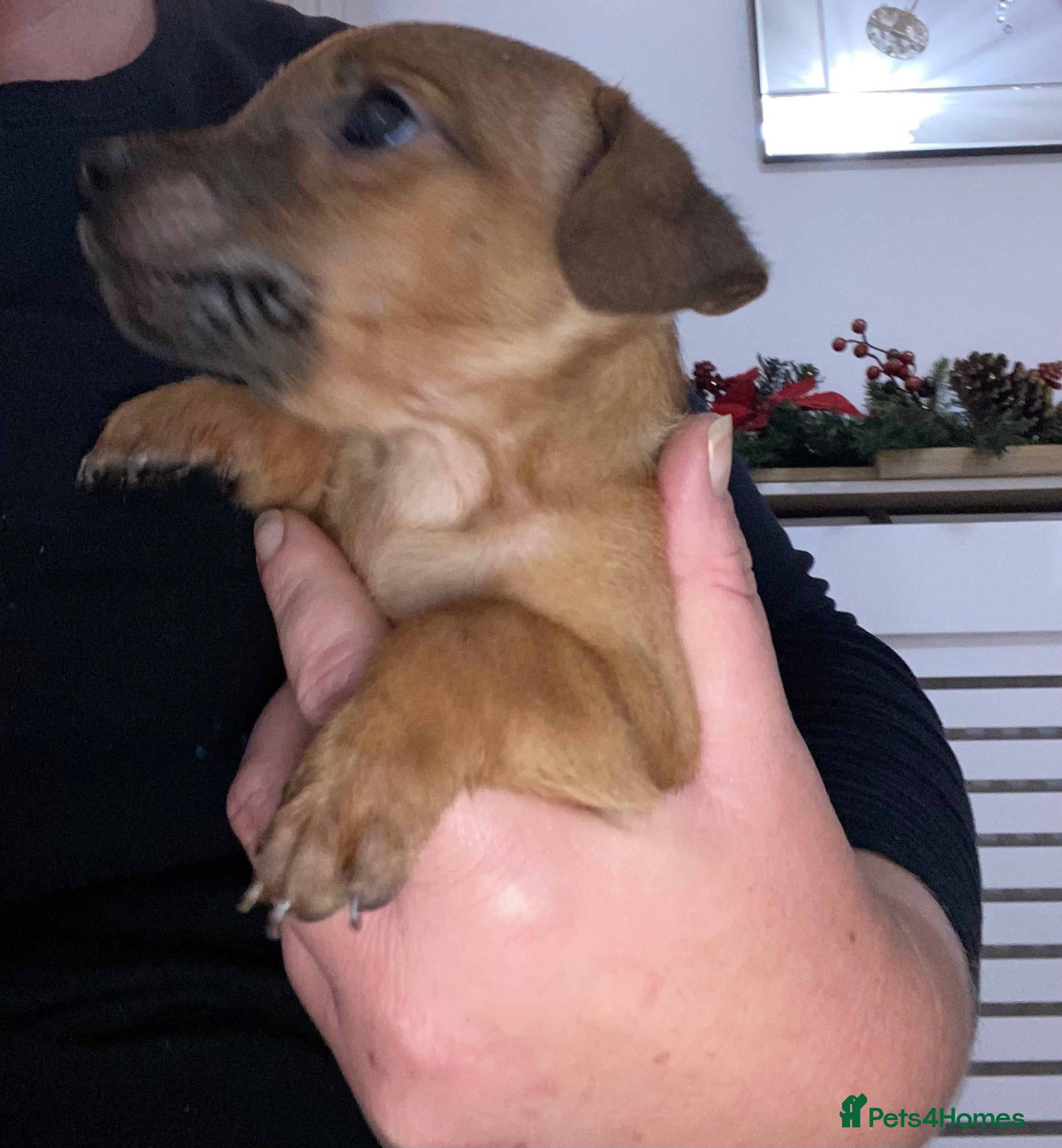 Jack Russell dogs Beautiful jack russells - Advert 3