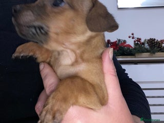 Jack Russell dogs Beautiful jack russells - Advert 3