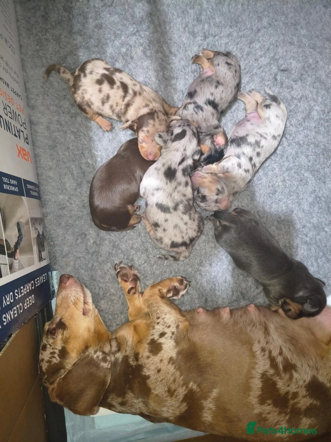 Miniature Dachshund dogs for sale: Miniature Dachshund pups  - Advert 2