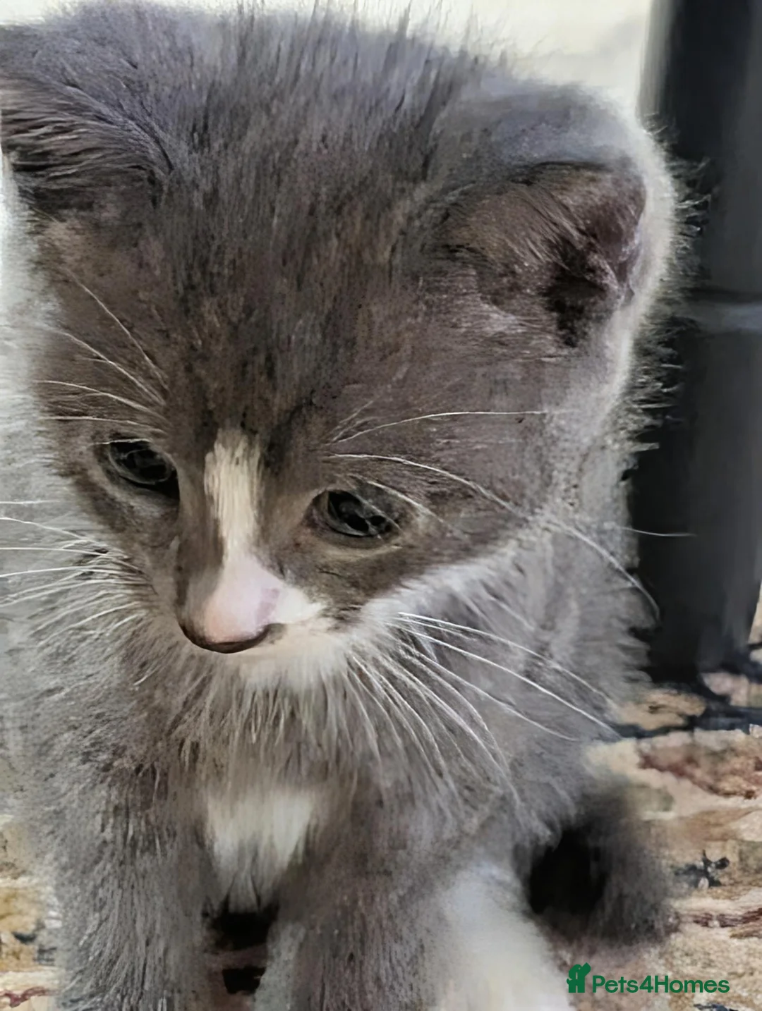 Mixed Breed cats for sale: Magical litter of 3 gorgeous and loving kittens - Advert 1