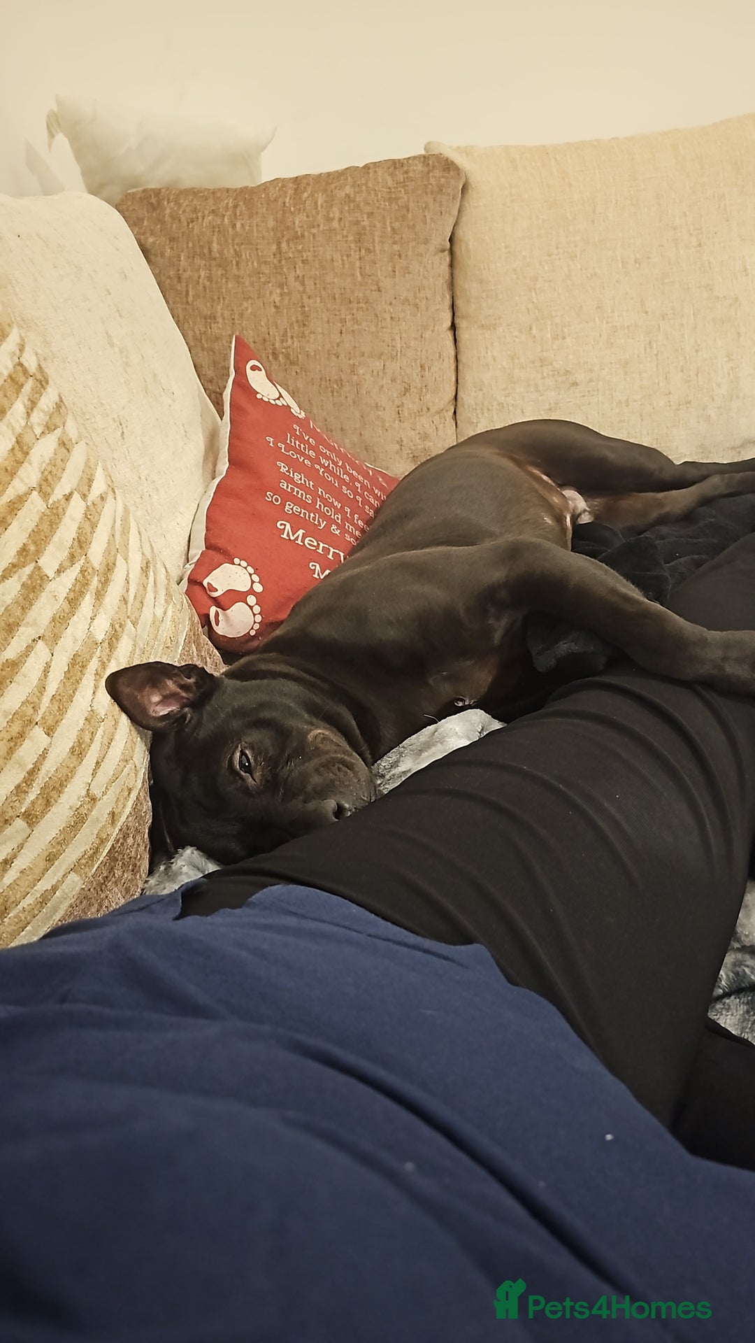 Mixed Breed dogs for sale: Mixed breed for sale - Advert 2