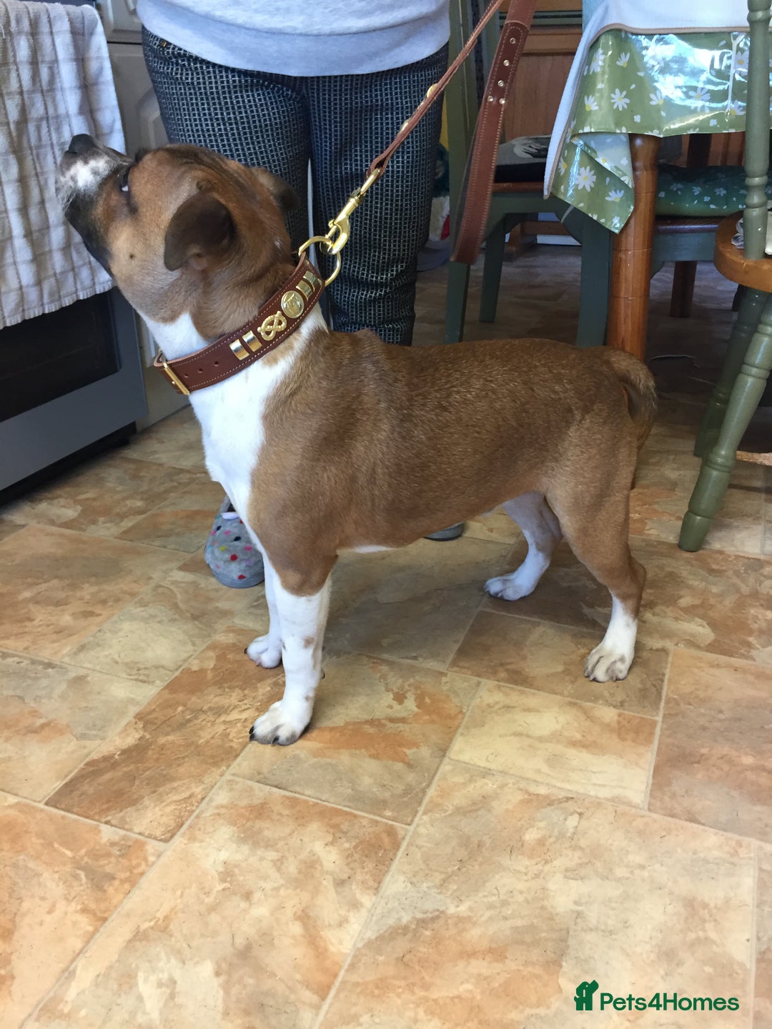 Staffordshire Bull Terrier dogs for stud: Proven Staffordshire Bull Terrier for Stud  - Image 7