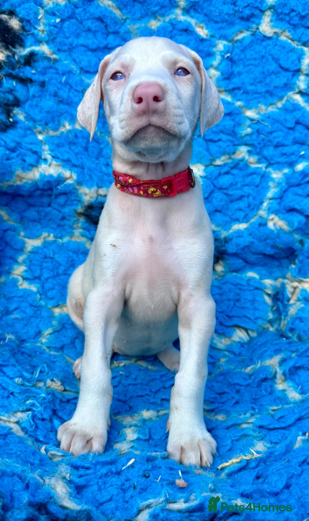 Dobermann dogs for sale: KC registered health tested Dobermann puppies  - Advert 2