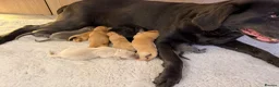 Labrador Retriever dogs for sale: Labrador puppies - Advert 30