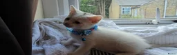 Mixed Breed cats for sale: 3  kittens😸  ready to go in Wisbech - Advert 3