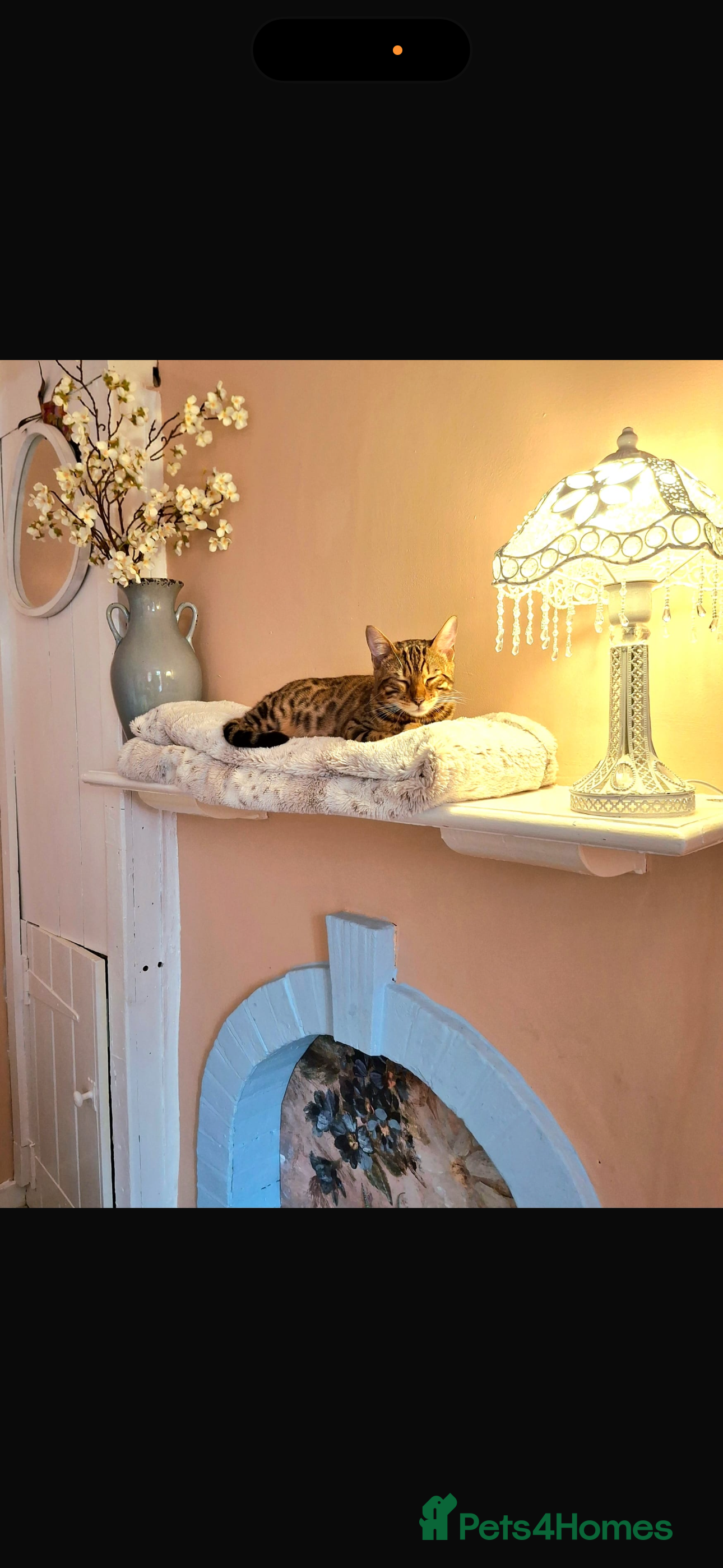 Bengal cats 🌴🤎😸 - Advert 5