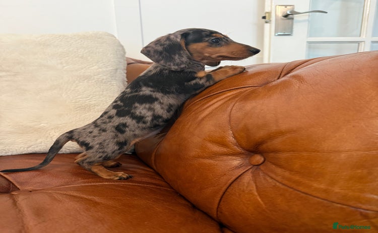 Miniature Dachshund dogs - Advert 1
