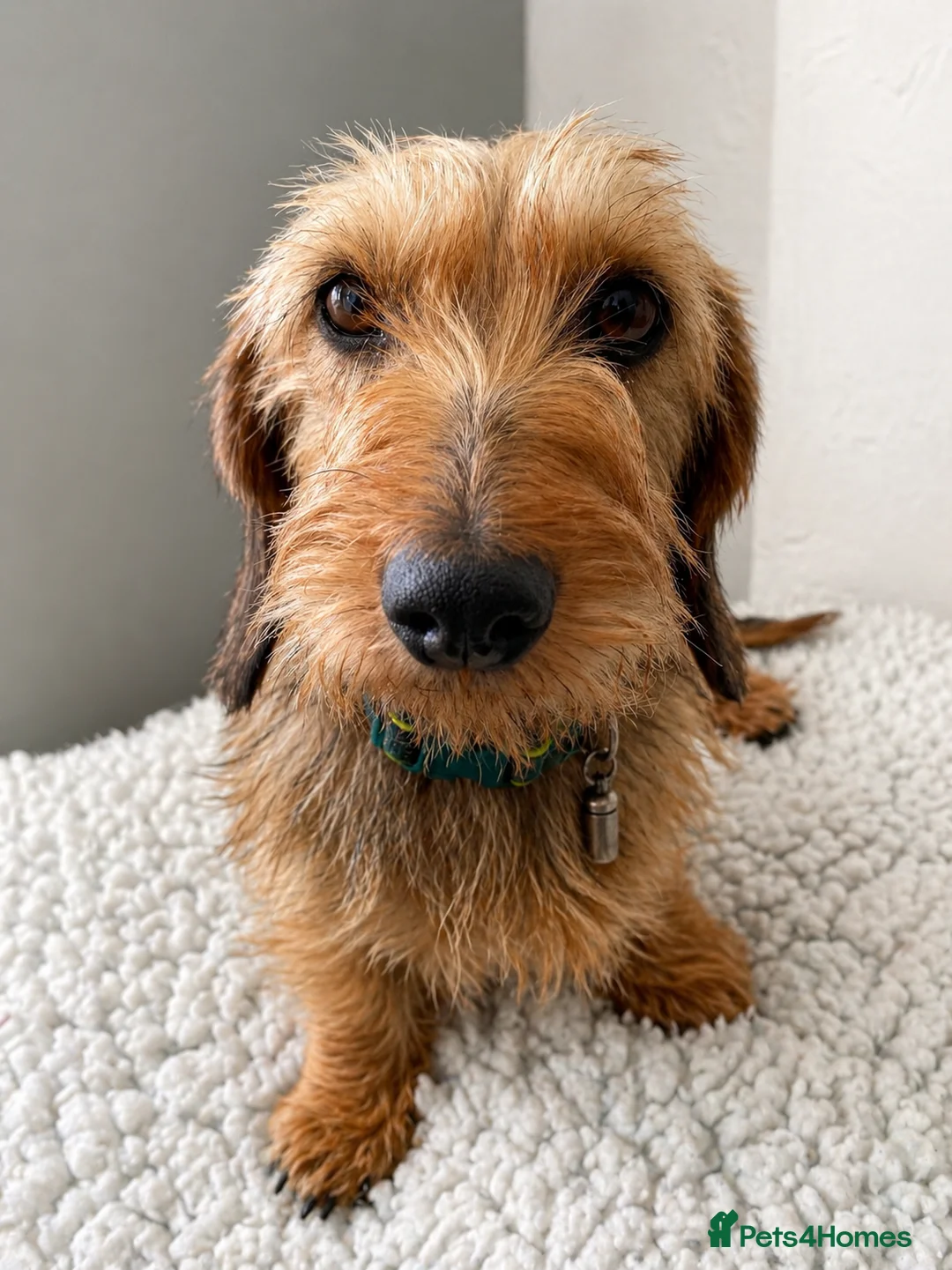 Miniature Dachshund dogs for sale: KC Mini Wire dachshunds - Advert 4