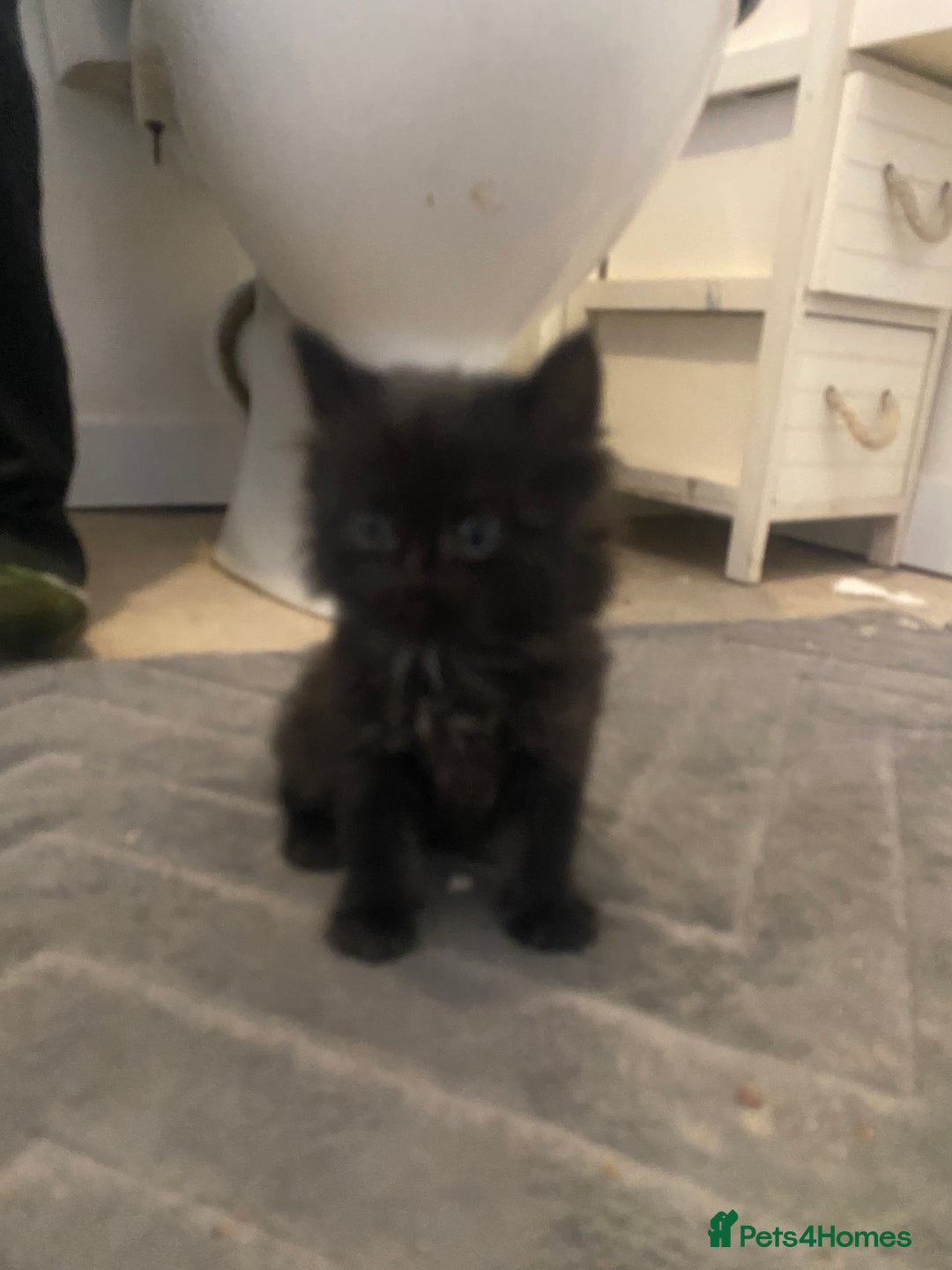 Mixed Breed cats for sale: 2 kittens male and female - Advert 16