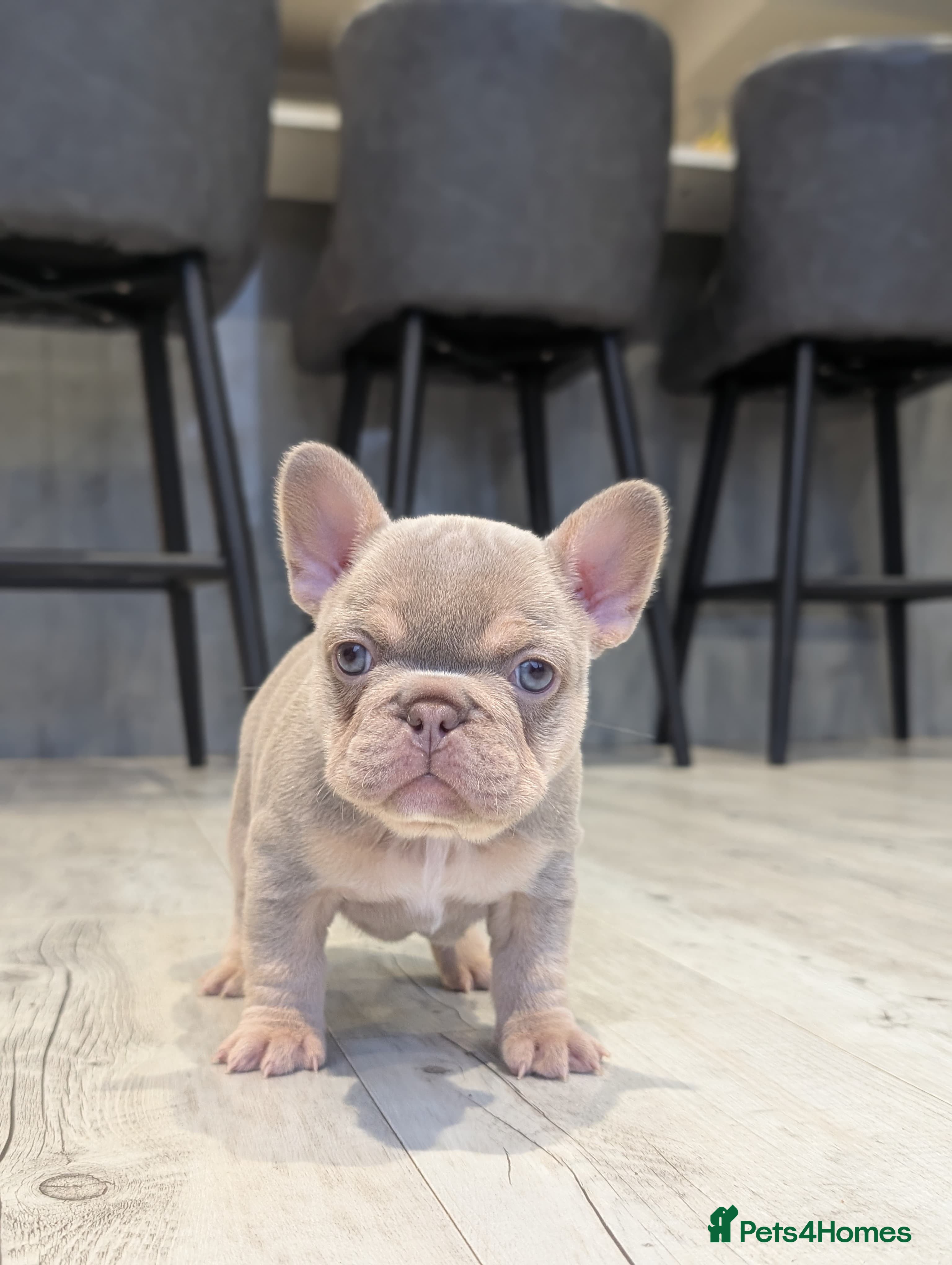 French Bulldog dogs Beautiful health clear French bulldogs - Advert 3