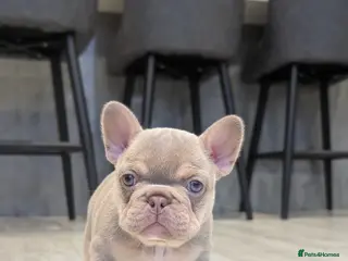 French Bulldog dogs Beautiful health clear French bulldogs - Advert 5