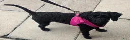 Toy Poodle dogs for sale: Gorgeous Toy poodle puppies  - Advert 13