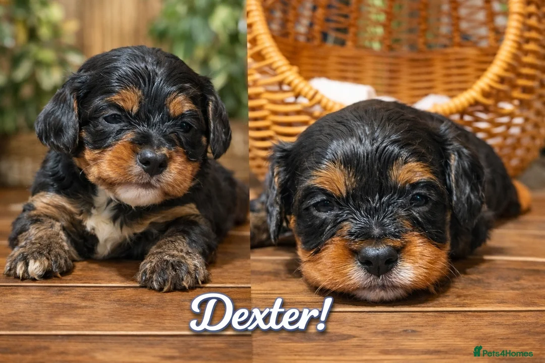 Cavapoo dogs for sale: Cavapoo Puppies – Health Tested KC Parents - Advert 4