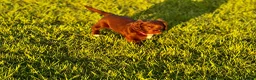 Mixed Breed dogs for sale: 2 left! Chihuahua x Cocker Spaniel cockerhuahua - Advert 8