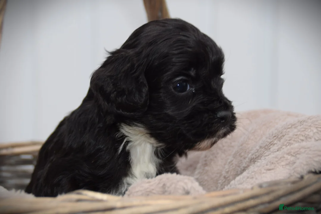 Cockapoo dogs for sale:  cockapoo one beautiful blacl and white girl left - Advert 11