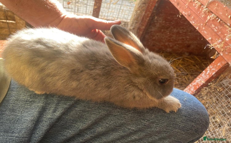 Netherland Dwarf rabbits in Haverfordwest - Advert 2