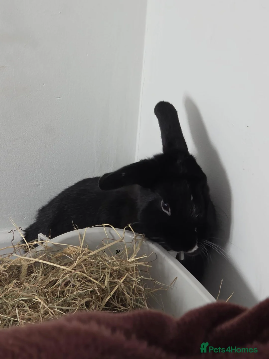 Mixed Breed rabbits for sale: 4month girl rabbit  - Advert 2