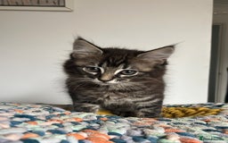 Mixed Breed cats for sale: Two Medium-Haired Kittens for sale - Image 3