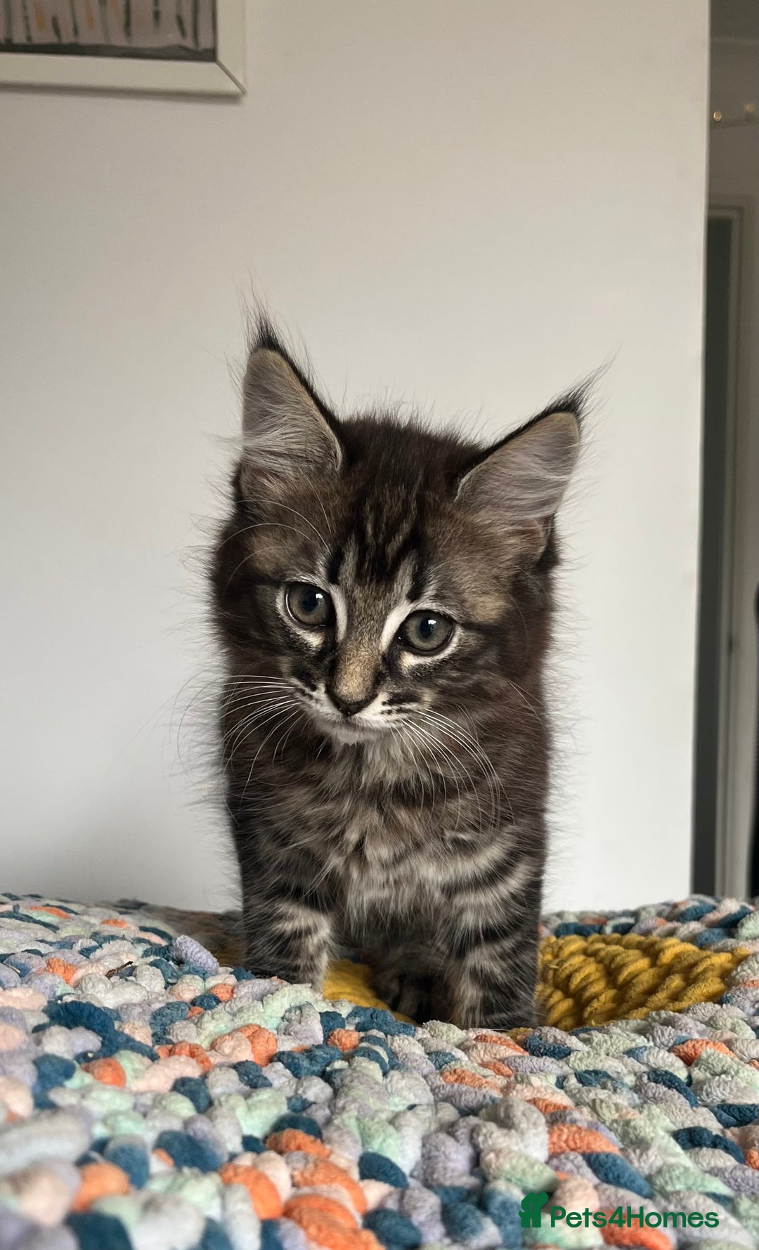 Mixed Breed cats for sale: Two Medium-Haired Kittens for sale - Image 3