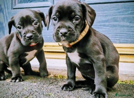 Mixed Breed dogs French bulldog x German short haired puppies - Advert 4