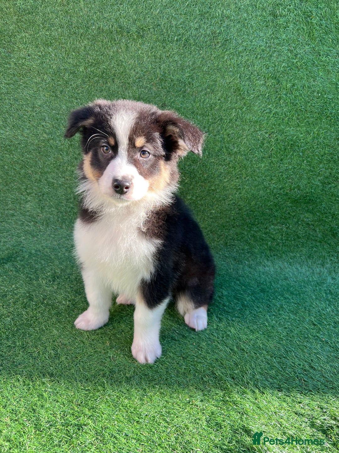 Australian Shepherd dogs for sale: Australia shepherd Kc puppies  - Image 31