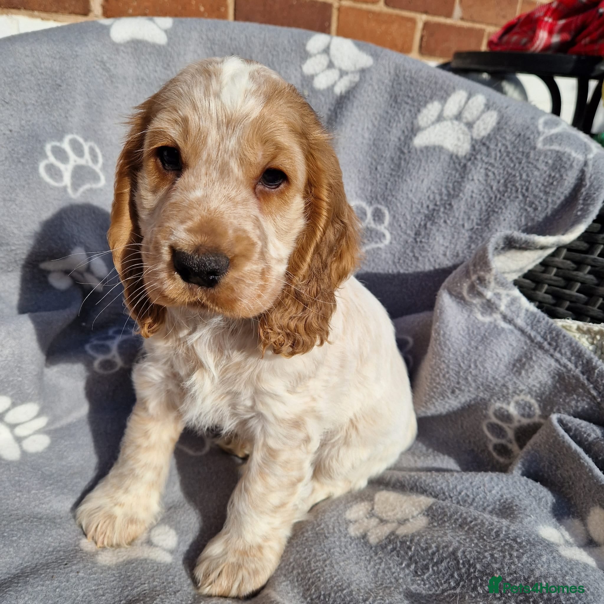 Cocker Spaniel dogs READY NOW 🔥 KC Reg. Show tipe Cocker Spaniel  - Advert 2