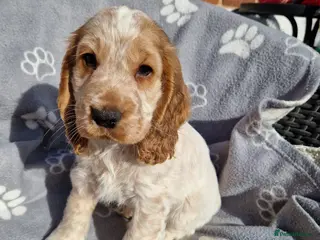 Cocker Spaniel dogs READY NOW 🔥 KC Reg. Show tipe Cocker Spaniel - Advert 2