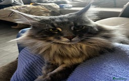 Maine Coon cats for sale: Friendly Stripy Grey Male Maine Coon  - Image 2