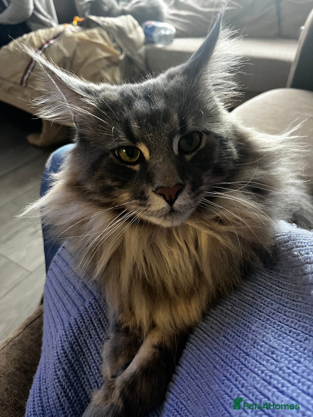 Maine Coon cats for sale: Friendly Stripy Grey Male Maine Coon  - Image 2