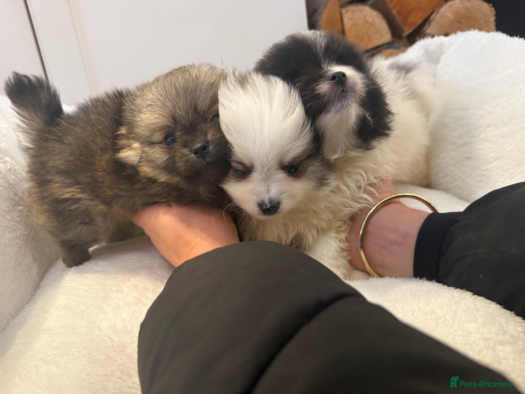 Pomeranian dogs for sale: Beautifully  **  fluffy Pomeranian puppies - Advert 3