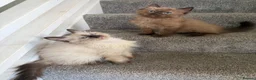Ragdoll cats for sale: Tica Registered Mink Ragdolls - Advert 19