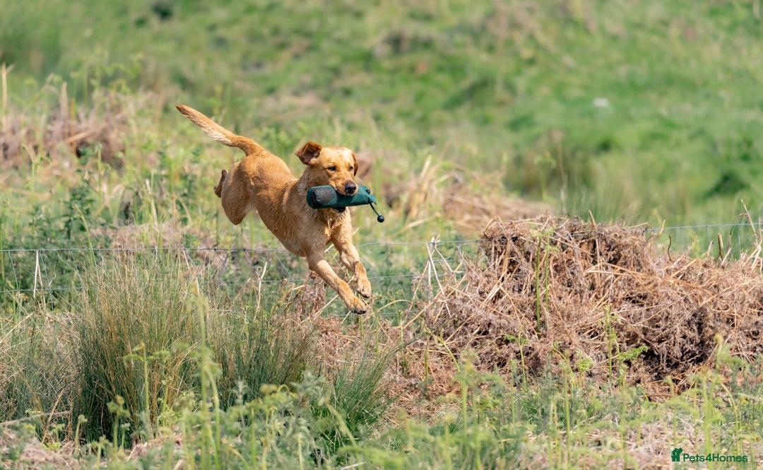 Labrador Retriever dogs for stud: FFTCh Marstonprior Grenadier of Wedgnock (Cider) - Advert 5