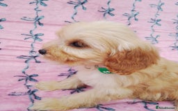 Cavapoo dogs for sale: Exceptional cavapoo puppies  - Image 19
