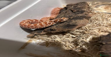 Snake reptiles Hognose hypo 66% het coral listed another in desc - Advert 15