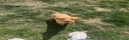 Labrador Retriever dogs for sale: 3 Beautiful Fox Labradors / 1 Boy / 2 Girls  - Advert 13