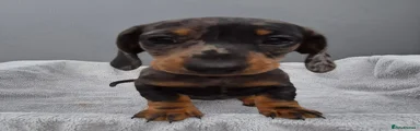 Miniature Dachshund 3
