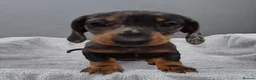 Miniature Dachshund dogs for sale: Gorgeous KC Registered, PRA Clear puppies  in Harlow - Advert 16