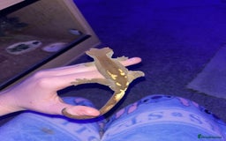 Gecko reptiles for sale: Male crested gecko  - Advert 2