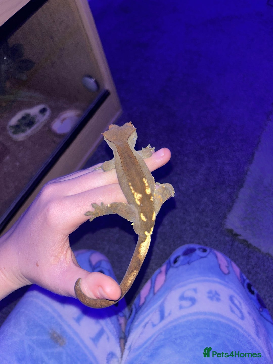 Gecko reptiles for sale: Male crested gecko  - Advert 2