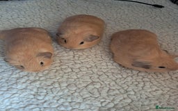 Guinea Pig rodents for sale: BEAUTIFUL PURE BABY CALIFORNIAN - Image 3