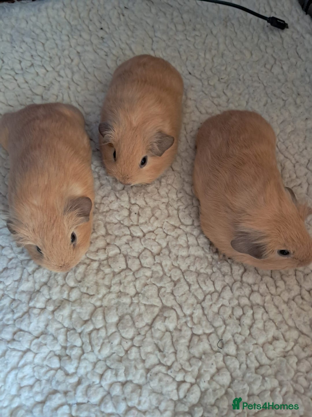 Guinea Pig rodents for sale: BEAUTIFUL PURE BABY CALIFORNIAN - Image 3