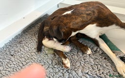 Boxer dogs for sale: Quality Well Bred Boxer Babies - Image 5