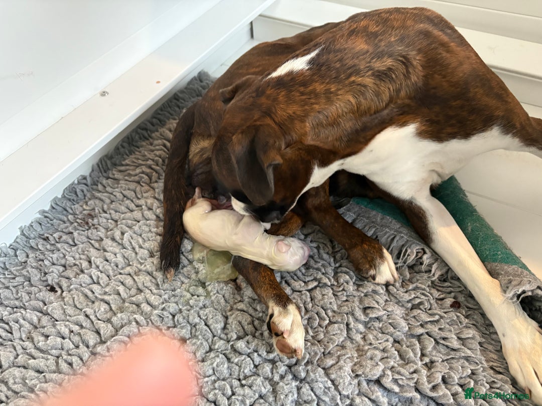 Boxer dogs for sale: Quality Well Bred Boxer Babies - Image 5