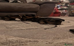 Yorkshire Terrier dogs for sale: 3 beautiful yorkshire terrier puppies  - Image 2