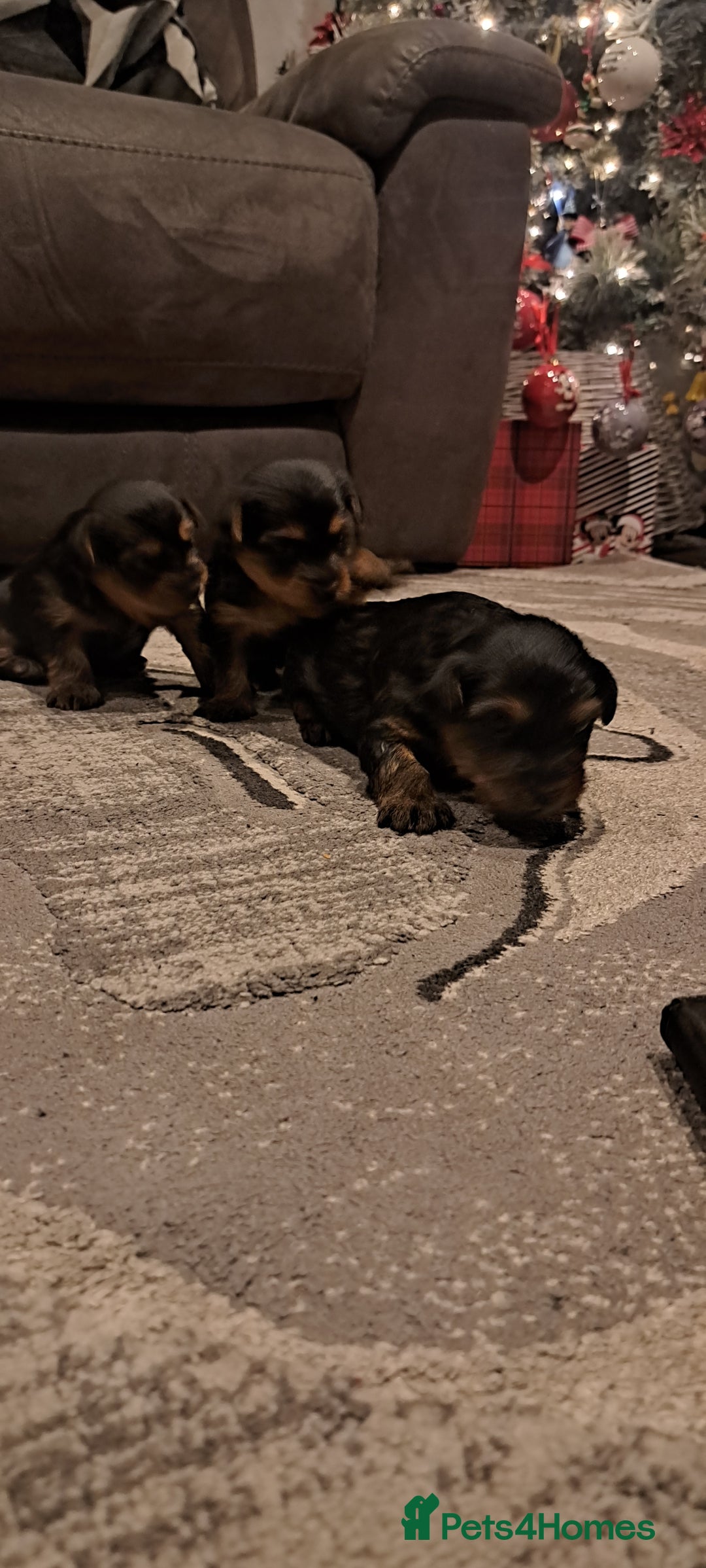 Yorkshire Terrier dogs for sale: 3 beautiful yorkshire terrier puppies  - Image 2