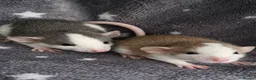 Rat rodents for sale: Baby dumbo fancy rats male and female  - Advert 3