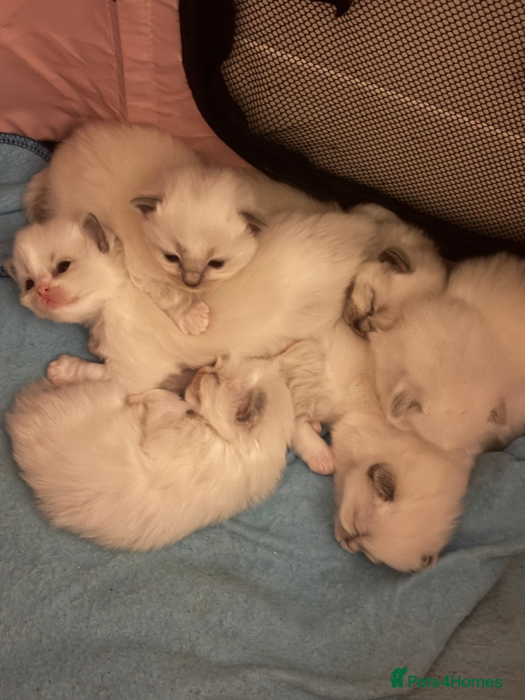 Ragdoll cats for sale: Stunning Ragdoll kittens  - Advert 5