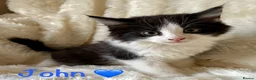 Mixed Breed cats for sale: Meet the Shelby Kittens ❤️ - Advert 6
